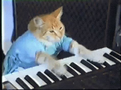 Cat Playing Keyboard GIFs .